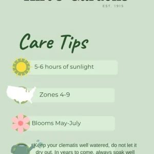 Clematis Vine H.F. Young Live Plant – Wedgewood Blue Flowers – 2.5