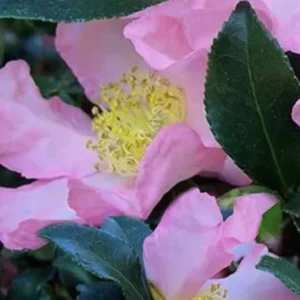 Cleopatra Camellia Live Plant – Fragrant Blooming Shrub – 1-2 ft Tall – 1 Gallon Pot - Image 1