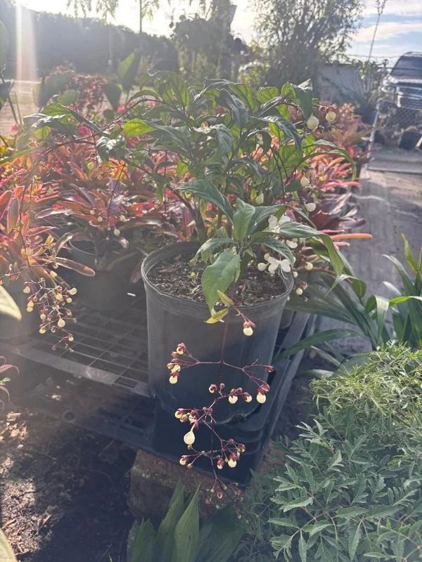 Clerodendrum Schmidtii Live Plant - Chains of Glory - White Cascading Flowers - 2-3 ft Tall - Ships in 3 Gallon Pot - Image 2