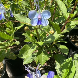 Clerodendrum Ugandense Live Plant - Pale Blue Flowers, 1ft Tall, 6" Pot - Image 2