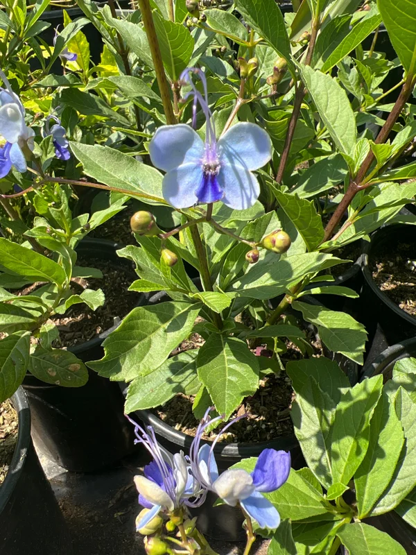 Clerodendrum Ugandense Live Plant - Pale Blue Flowers, 1ft Tall, 6" Pot - Image 2