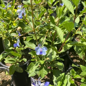 Clerodendrum Ugandense Live Plant - Pale Blue Flowers, 1ft Tall, 6" Pot - Image 1