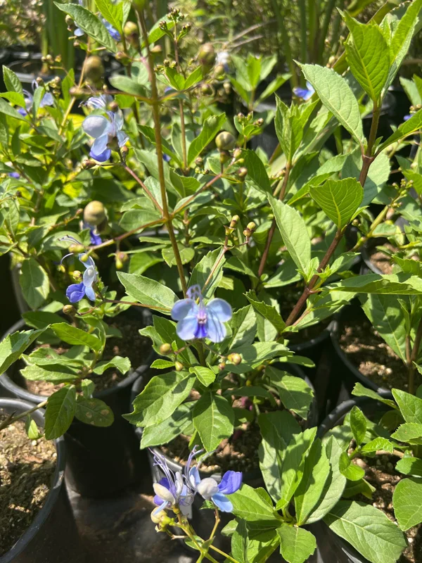 Clerodendrum Ugandense Live Plant - Pale Blue Flowers, 1ft Tall, 6" Pot - Image 1