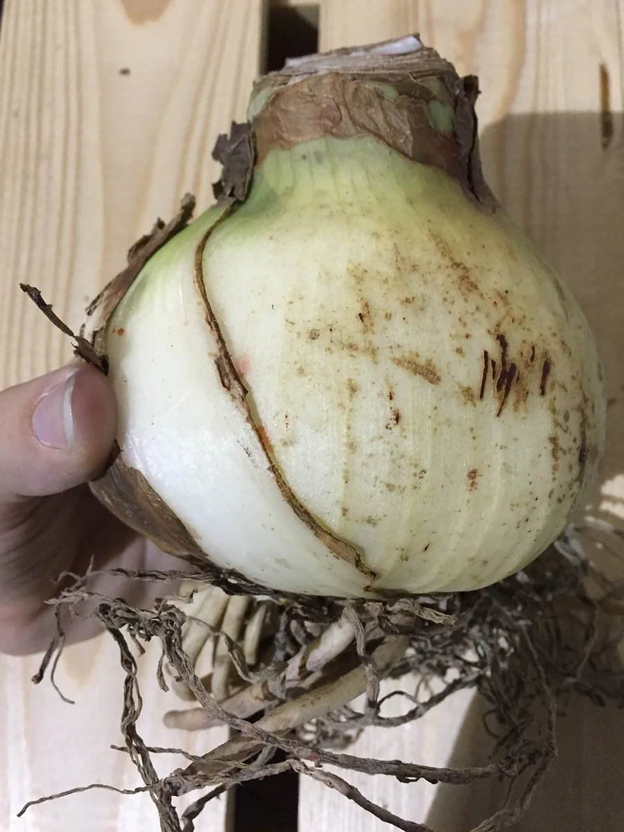 Clown Amaryllis Bulb 34/36 cm - Large Healthy Flower Bulb for Winter Forcing - Image 2