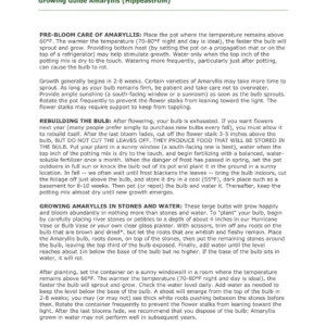 Clown Amaryllis Bulb 34/36 cm - Large Healthy Flower Bulb for Winter Forcing - Image 3