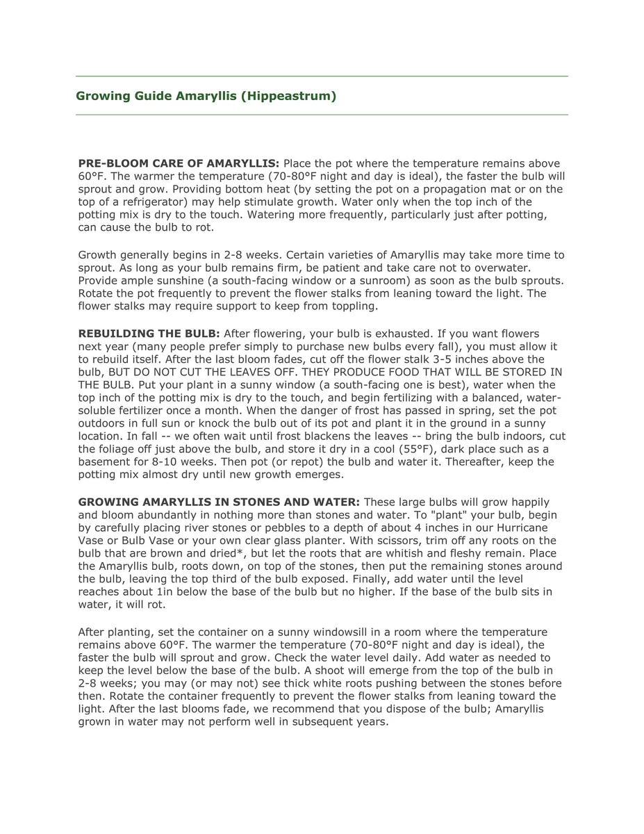 Clown Amaryllis Bulb 34/36 cm - Large Healthy Flower Bulb for Winter Forcing - Image 3