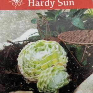 Cobweb Hens & Chicks Live Plant – Sempervivum Arachnoideum – 2.5" Pot – Drought Tolerant Succulent - Image 2