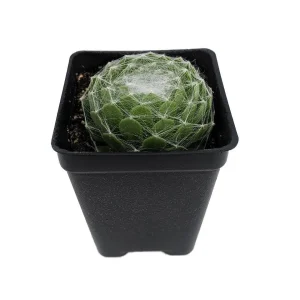 Cobweb Hens & Chicks Live Plant – Sempervivum Arachnoideum – 2.5" Pot – Drought Tolerant Succulent - Image 1