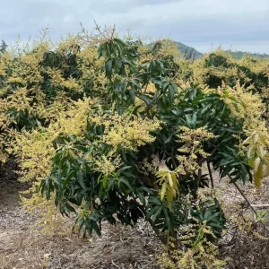 Coconut Cream Mango Live Plant Grafted - 12-18