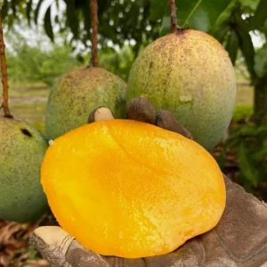 Coconut Cream Mango Live Plant Grafted - 12-18" Tall Tropical Fruit Tree - Image 2