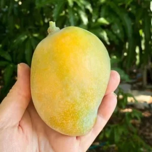 Coconut Cream Mango Live Plant Grafted - 12-18