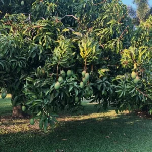 Coconut Cream Mango Live Plant Grafted - 12-18