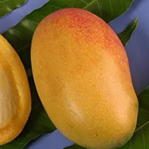 Coconut Cream Mango Tree Live Plant - Grafted, 1 Foot Tall, in 6" Pot - Image 1