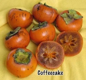 Coffeecake Persimmon Tree Live Plant - 3 to 4 Feet Tall - Grafted - 3 Gallon Pot - Image 1