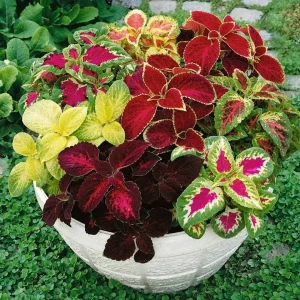 Coleus Jazz Combo Mix Seeds - 100 Seeds, Green & Purple, Indoor/Outdoor - Image 2