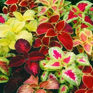 Coleus Rainbow Mix Flower Seeds - Non-GMO Annuals for Indoor & Outdoor Gardens - Image 2