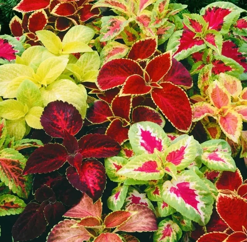 Coleus Rainbow Mix Flower Seeds - Non-GMO Annuals for Indoor & Outdoor Gardens - Image 2