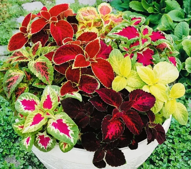 Coleus Rainbow Mix Flower Seeds - Non-GMO Annuals for Indoor & Outdoor Gardens - Image 1