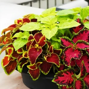 Coleus Rainbow Mix Seeds - 500 Colorful Shade Garden Plant Seeds - Indoor/Outdoor - Image 3