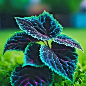 Coleus Seeds - 25+ Seeds, Rare Blue, Black & Green Foliage, Perennial - Image 1