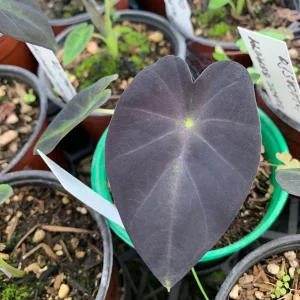 Colocasia Black Beauty Live Plant - Elephant Ear Starter, 4" Pot, Indoor/Outdoor - Image 2