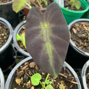 Colocasia Black Beauty Live Plant - Elephant Ear Starter, 4" Pot, Indoor/Outdoor - Image 1