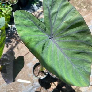 Colocasia 'Black Magic' Elephant Ear Live Plant - 6" Pot, 1-2 ft Tall, Purple-Black Foliage - Image 2