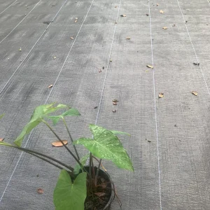 Colocasia Esculenta Live Plant - Edible Taro Elephant Ear, Patra, Pattarveliya - Image 2