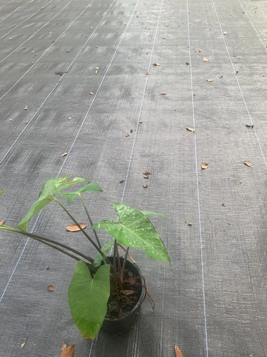 Colocasia Esculenta Live Plant - Edible Taro Elephant Ear, Patra, Pattarveliya - Image 2