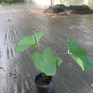 Colocasia Esculenta Live Plant - Edible Taro Elephant Ear, Patra, Pattarveliya - Image 1