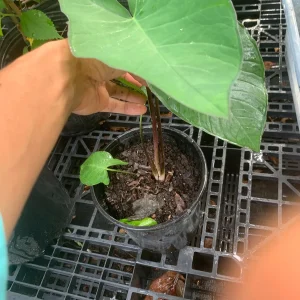 Colocasia Esculenta Live Plant - Elephant Ear (Taro) Edible Plant - Image 4