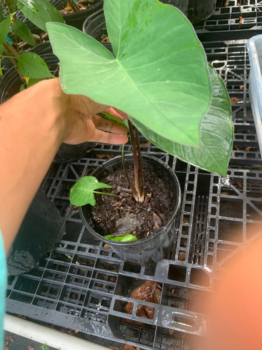 Colocasia Esculenta Live Plant - Elephant Ear (Taro) Edible Plant - Image 4