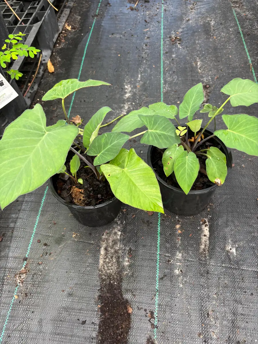 Colocasia Esculenta Live Plant - Elephant Ear (Taro) Edible Plant - Image 6