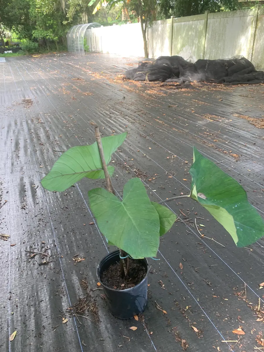 Colocasia Esculenta Live Plant - Elephant Ear (Taro) Edible Plant - Image 1