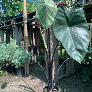 Colocasia Fontanesii Black Stem Taro Live Plant - 6 inch Pot, 1-2 ft Tall - Image 2