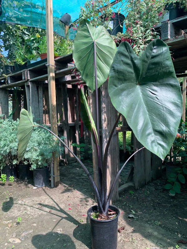 Colocasia Fontanesii Black Stem Taro Live Plant - 6 inch Pot, 1-2 ft Tall - Image 2