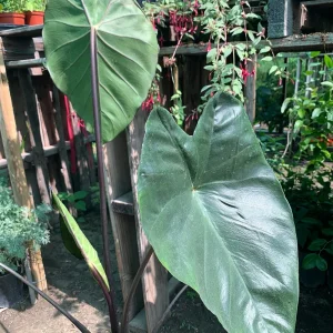 Colocasia Fontanesii Black Stem Taro Live Plant - 6 inch Pot, 1-2 ft Tall - Image 1