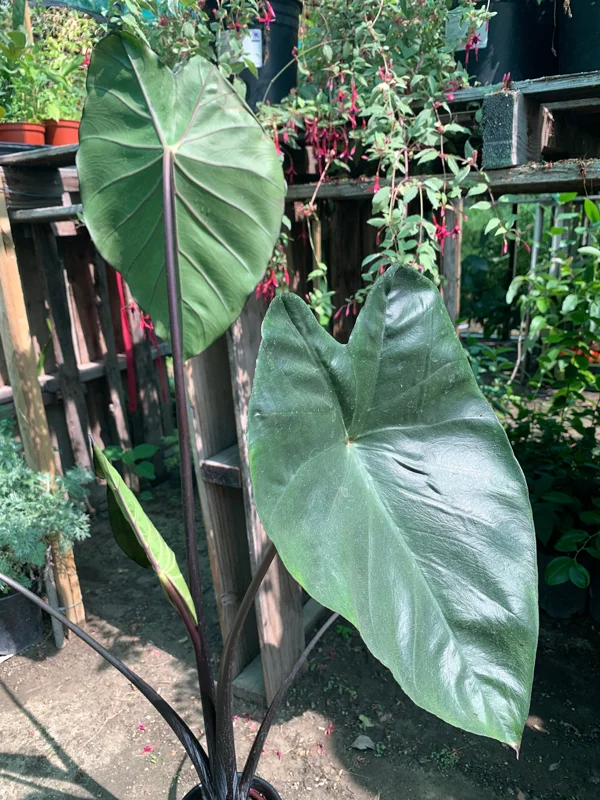 Colocasia Fontanesii Black Stem Taro Live Plant - 6 inch Pot, 1-2 ft Tall - Image 1