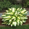 Color Festival Hosta Bareroot Plant – Variegated Perennial for Shade – USDA Zones 3-8 - Image 1