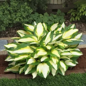 Color Festival Hosta Bareroot Plant – Variegated Perennial for Shade – USDA Zones 3-8 - Image 1