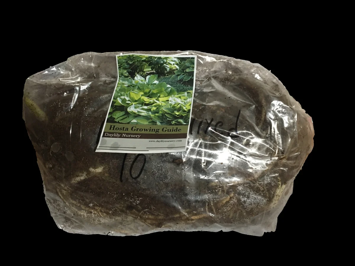 Color Festival Hosta Bareroot Plant – Variegated Perennial for Shade – USDA Zones 3-8 - Image 4