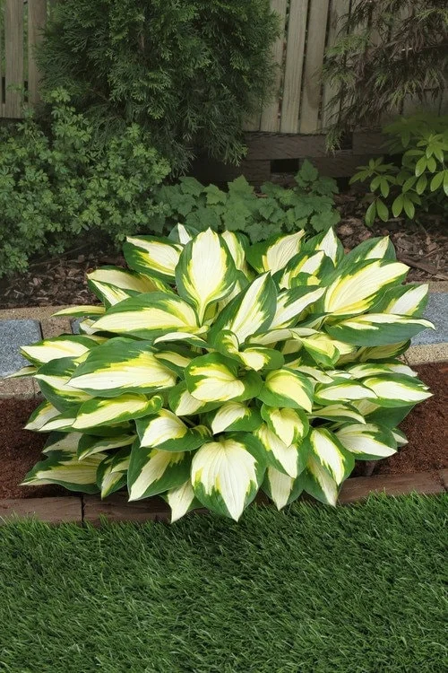 Color Festival Hosta Bareroot Plant – Variegated Perennial for Shade – USDA Zones 3-8 - Image 1