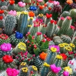 Color Succulent Mix Seeds - 30 Pack Exotic Cactus Flower Seeds Indoor/Outdoor - Image 3