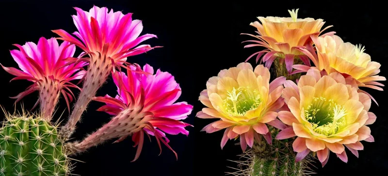Color Succulent Mix Seeds - 30 Pack Exotic Cactus Flower Seeds Indoor/Outdoor - Image 4