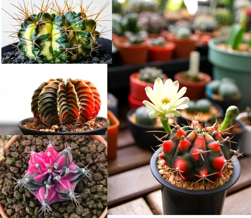 Color Succulent Mix Seeds - 30 Pack Exotic Cactus Flower Seeds Indoor/Outdoor - Image 9
