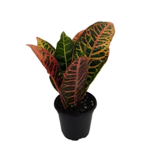 Colorful Croton Live Plant – 3.5 inch Pot – Codiaeum Petra – Vibrant Houseplant - Image 2