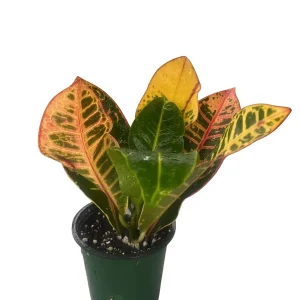 Colorful Croton Live Plant – 3.5 inch Pot – Codiaeum Petra – Vibrant Houseplant - Image 1