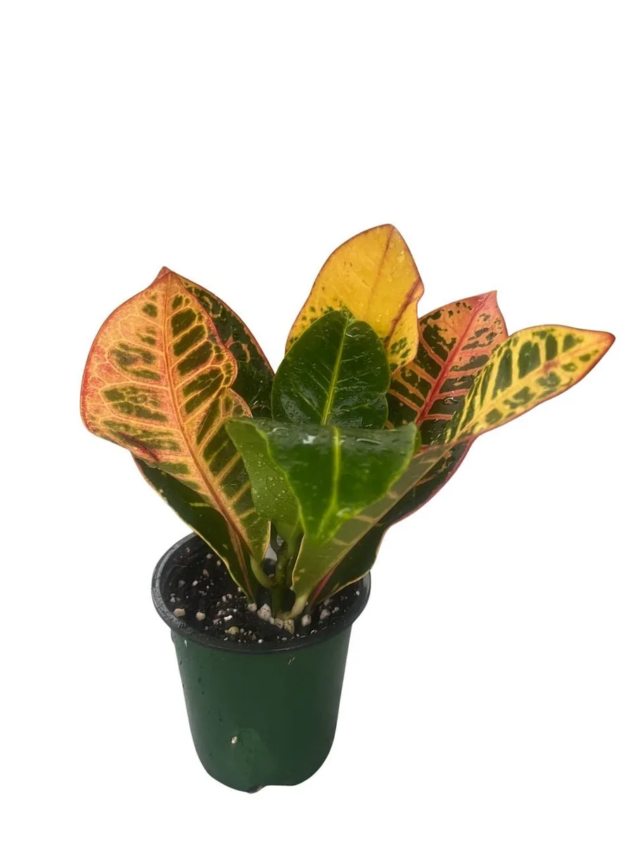 Colorful Croton Live Plant – 3.5 inch Pot – Codiaeum Petra – Vibrant Houseplant - Image 1