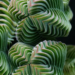 Colorful Echeveria Succulent Seeds Mix - Rare Exotic Hen & Chicks - US Grown - Image 6