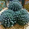 Colorful Echeveria Succulent Seeds Mix - Rare Exotic Hen Chicks Varieties - 50 Seeds - Image 1
